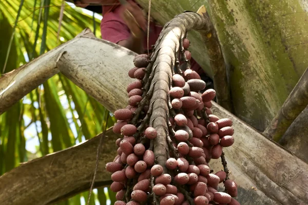 aguaje peru
