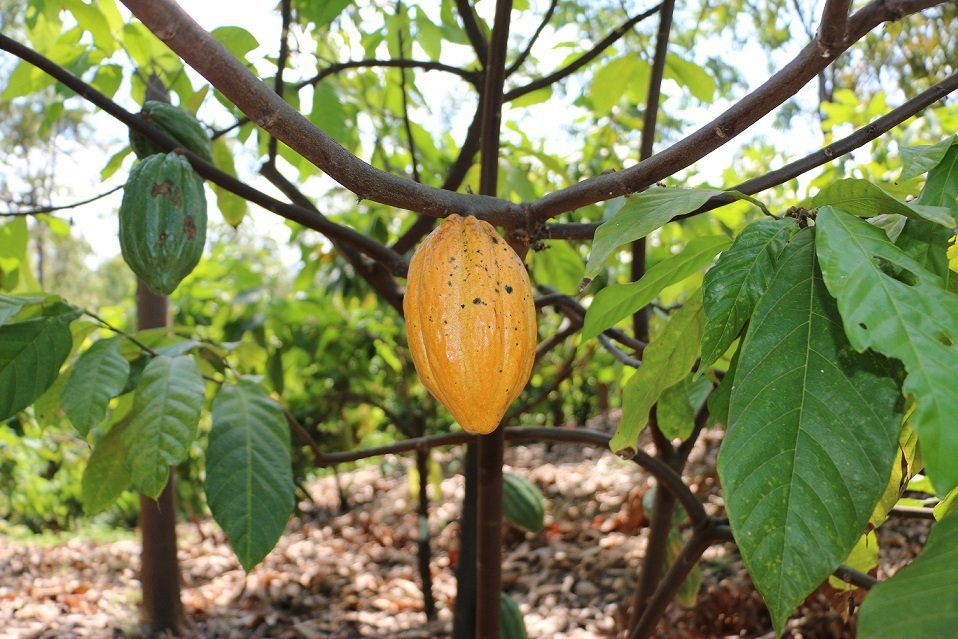 criollo cacao