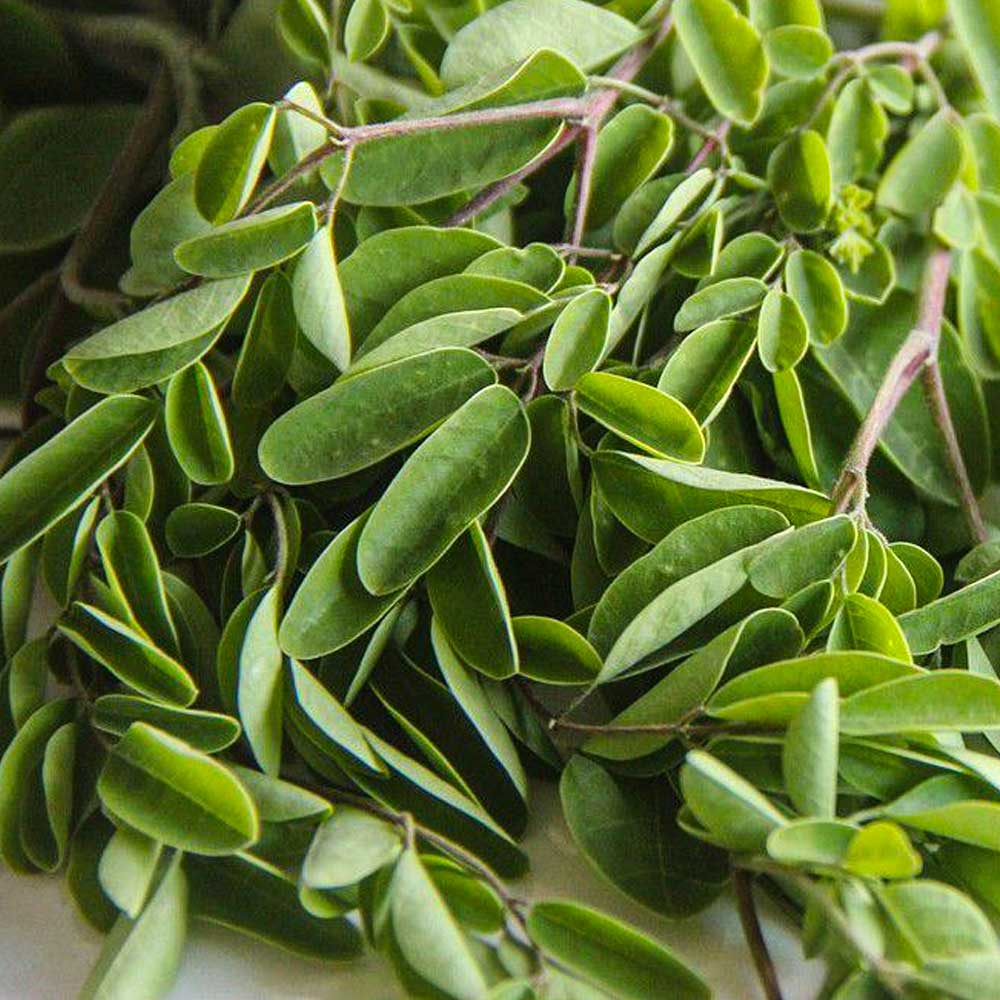 Moringa Capsules (Moringa oleifera) | Superfood Energy & Immune Support | 120 Vegan Pills (500 mg) | Non-GMO — image 3