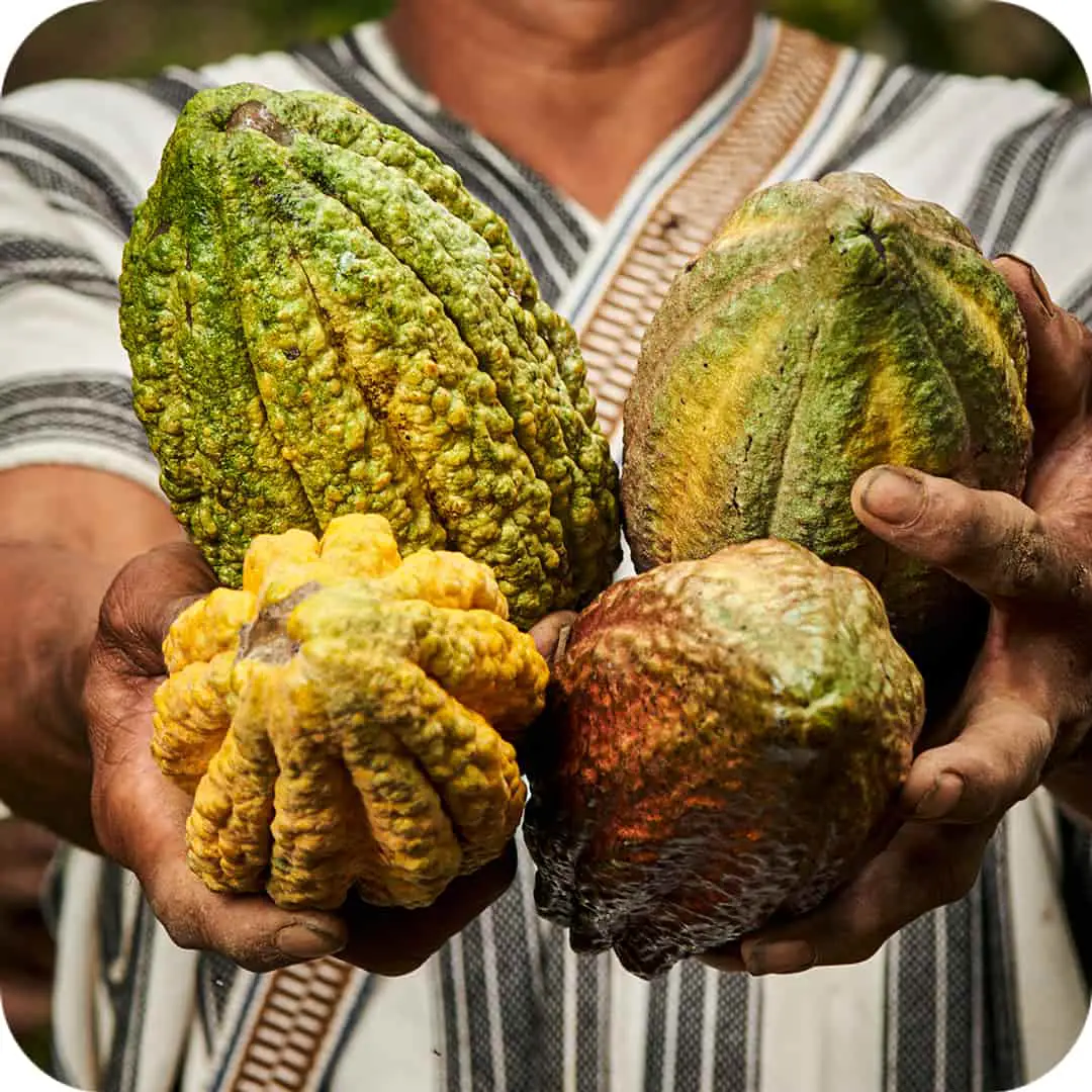 cacao powder