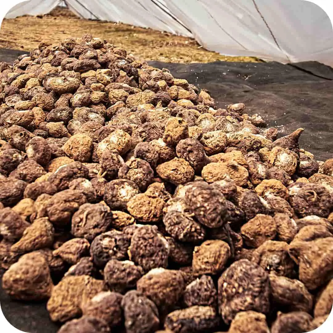 Maca
