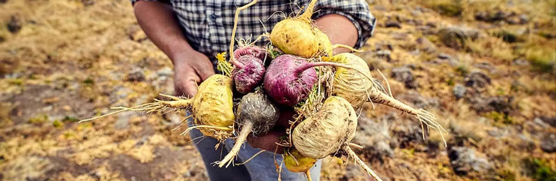 Polvo de Maca a granel de Per&uacute; para venta al por mayor y exportaci&oacute;n