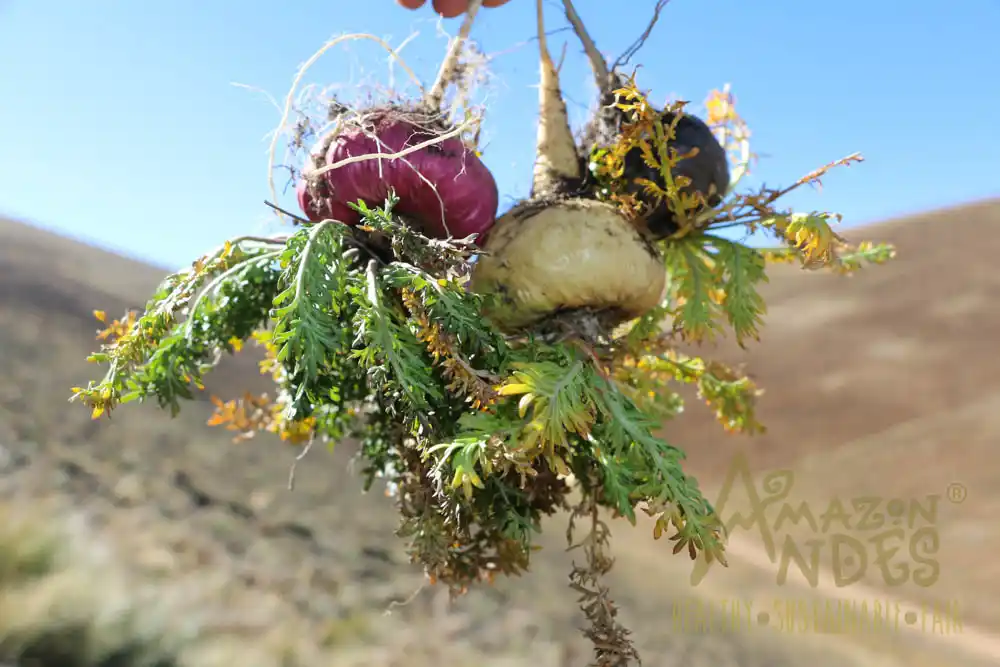 maca de los andes peruanos