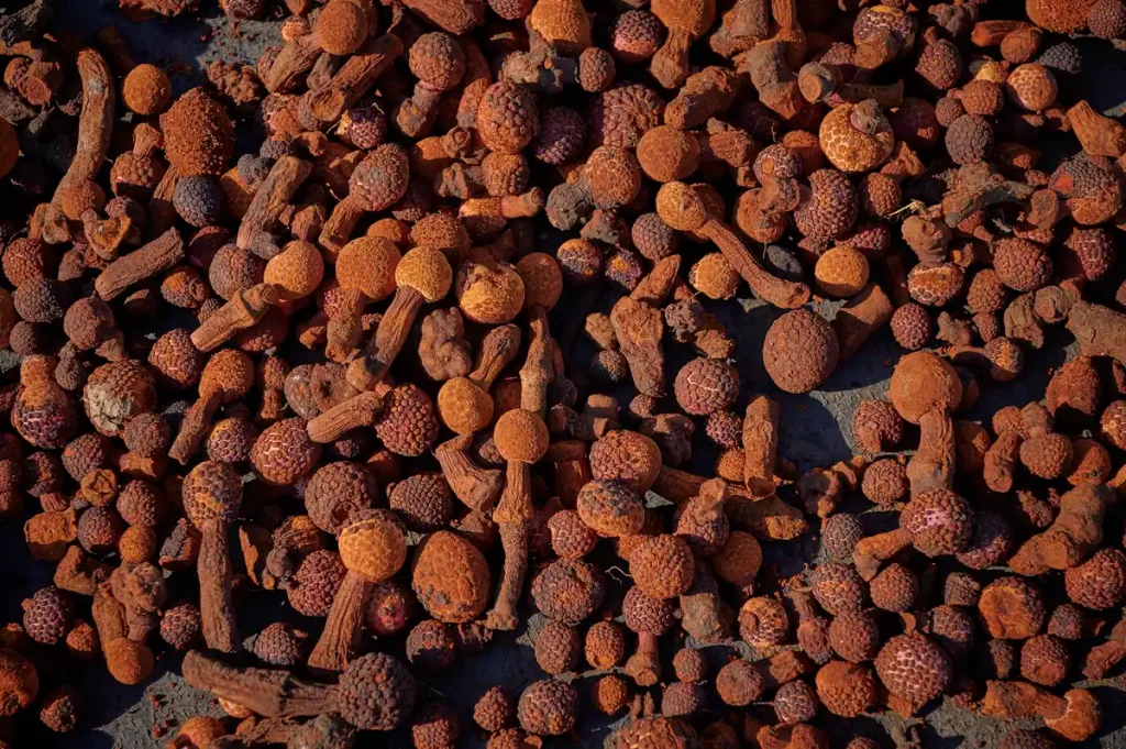 Close-up of unique raw Huanarpo Macho reddish fruits